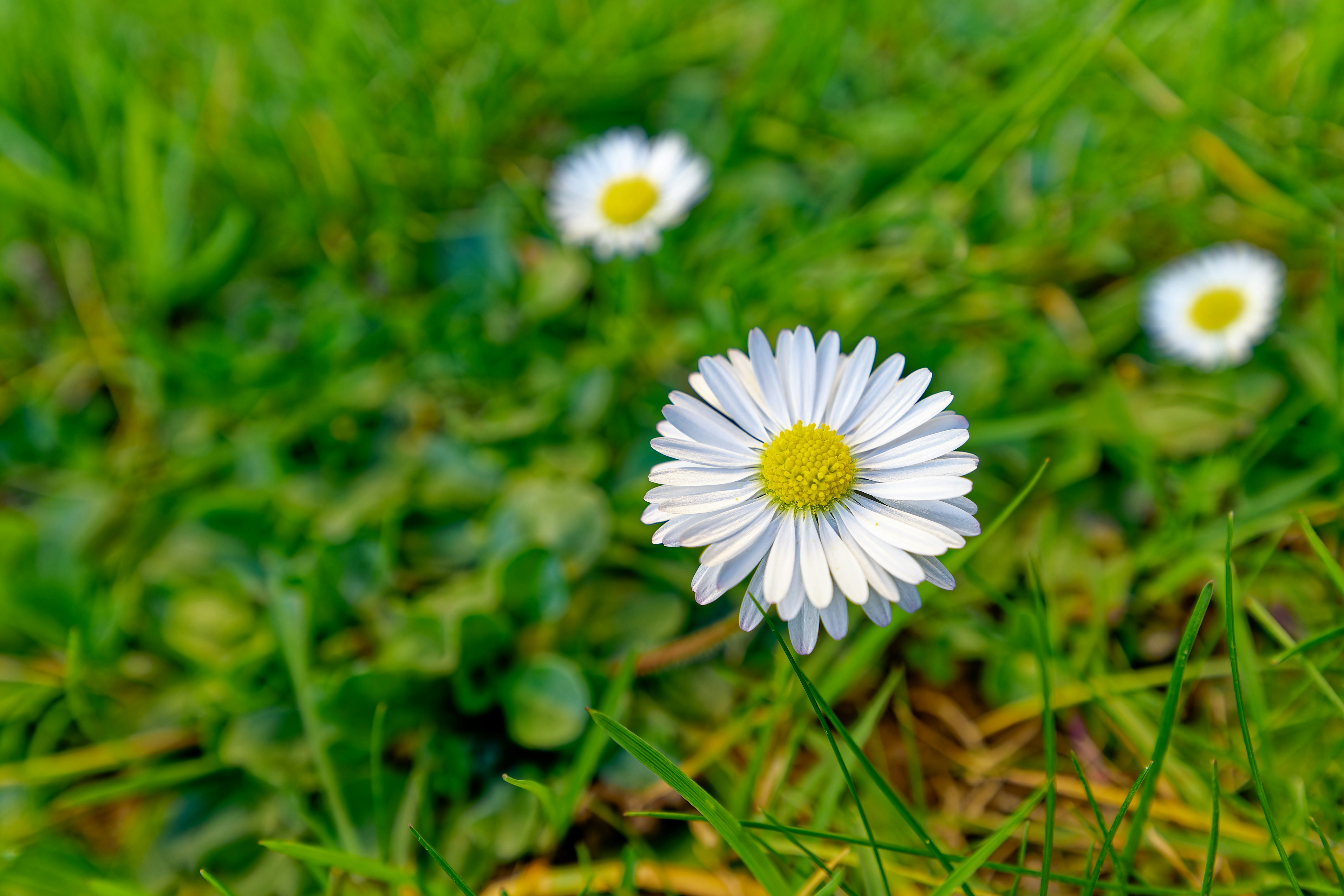 Gänseblümchen