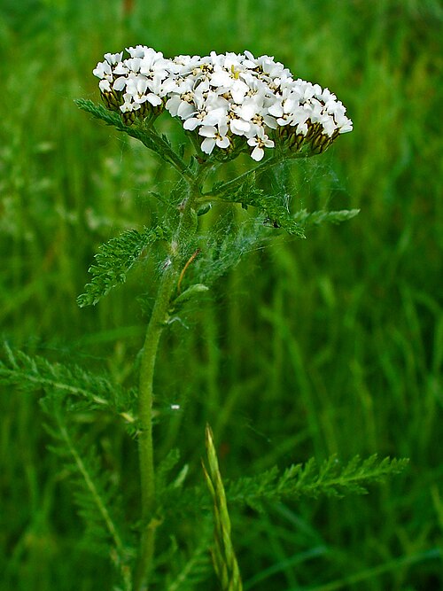 Schafgarbe