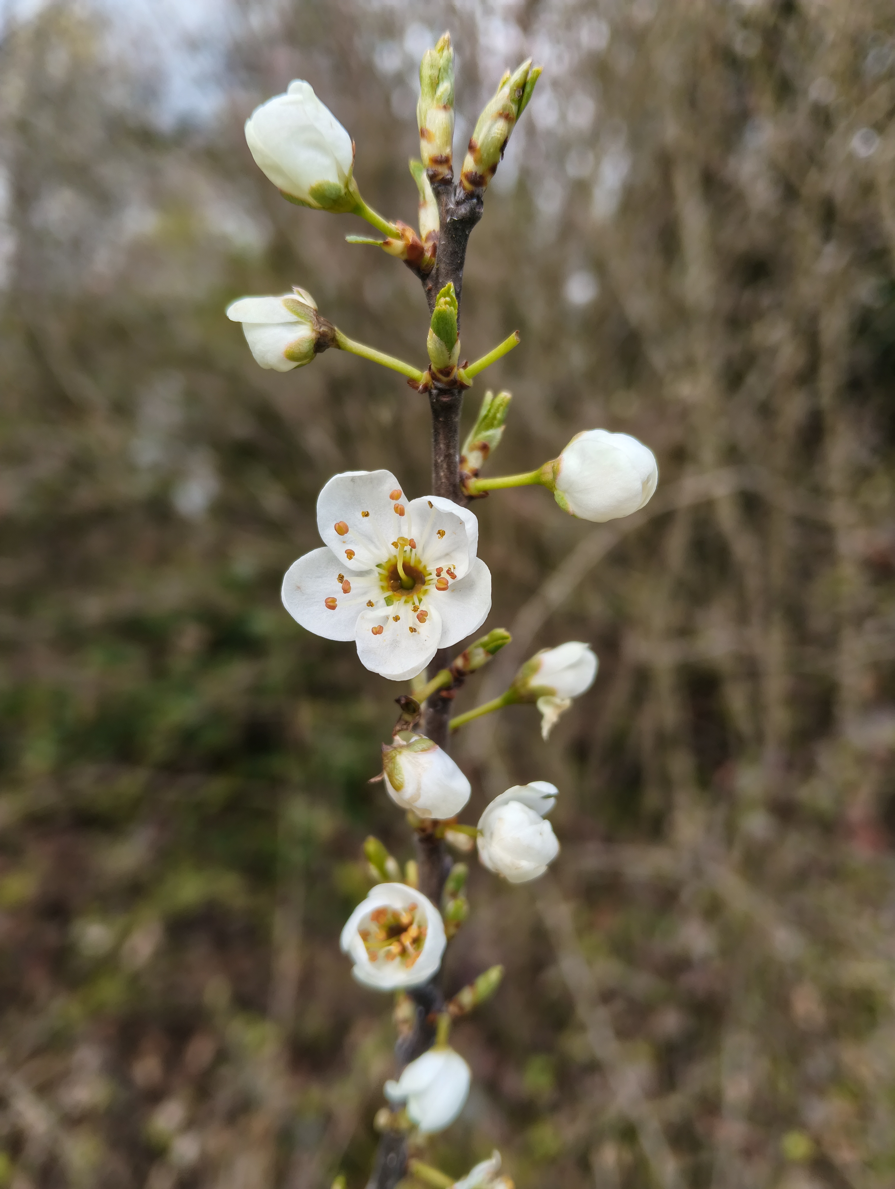 Schwarzdorn Blüte